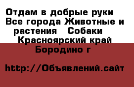 Отдам в добрые руки  - Все города Животные и растения » Собаки   . Красноярский край,Бородино г.